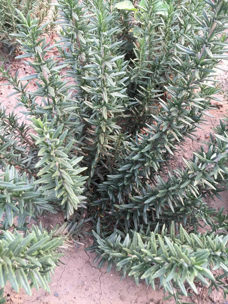 直立阔叶金彩汇苗