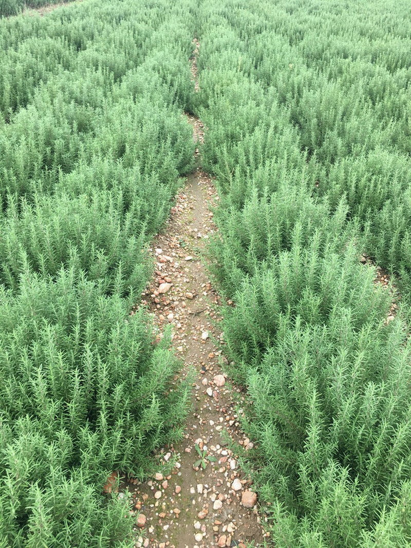 马鞭草酮金彩汇