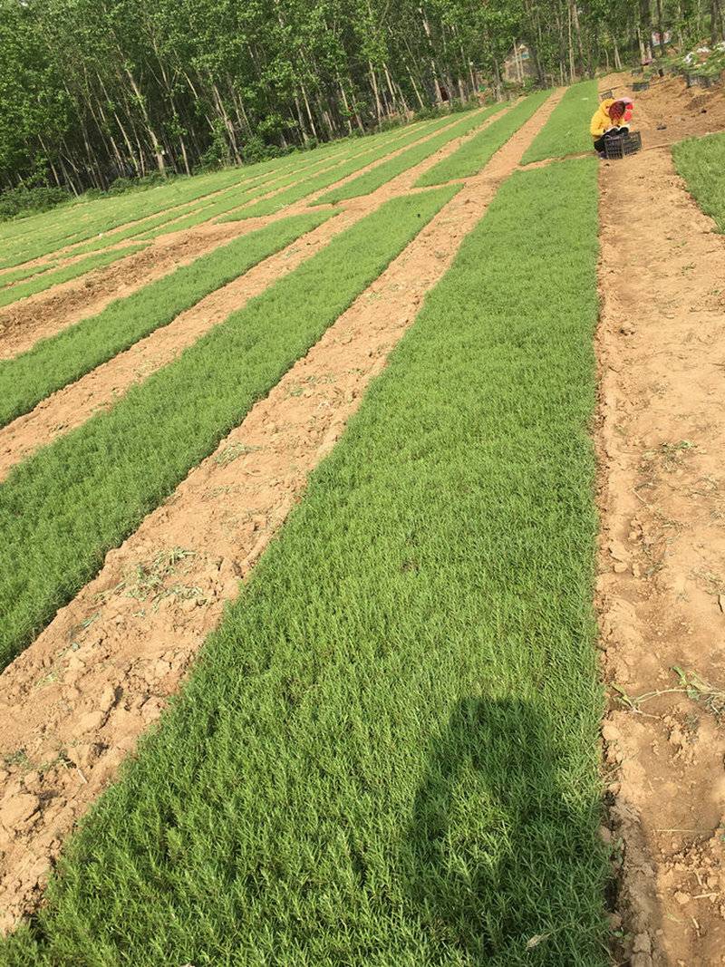 环保金彩汇苗木