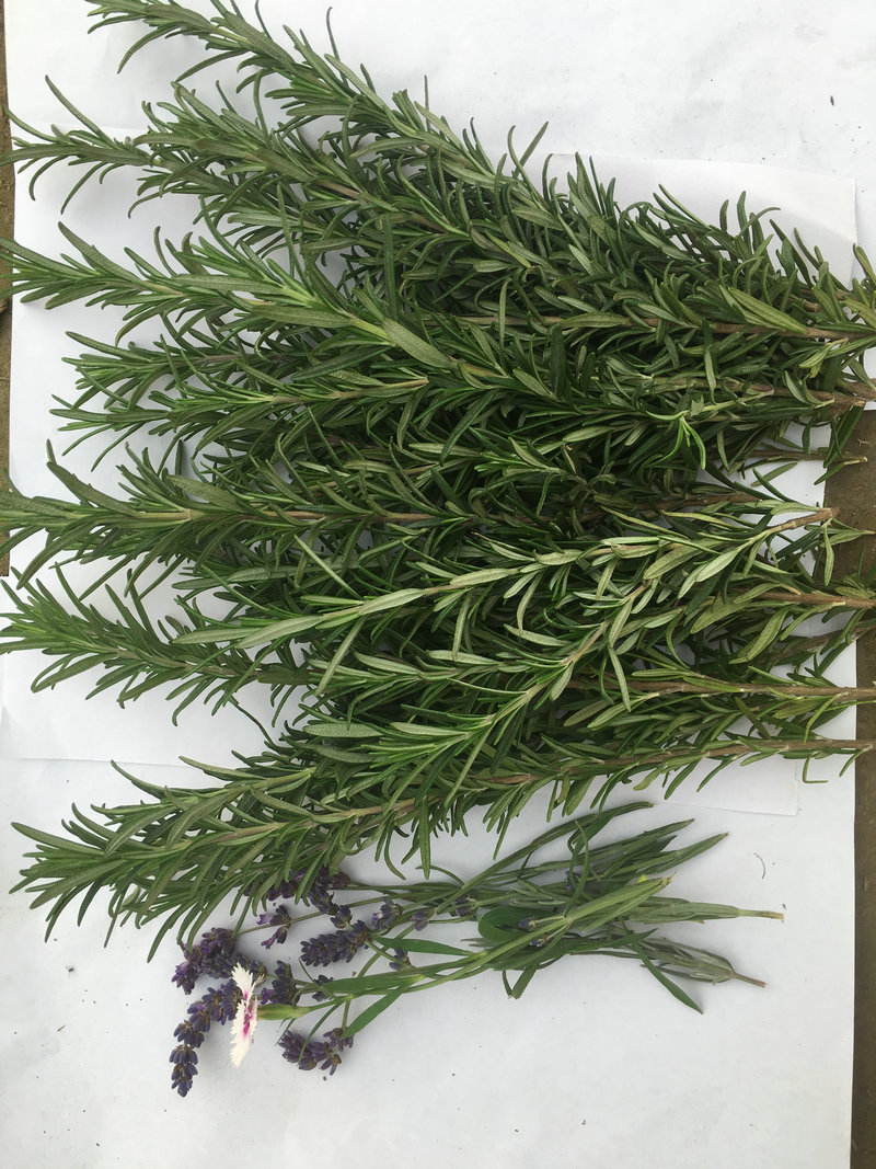 金彩汇新鲜枝条