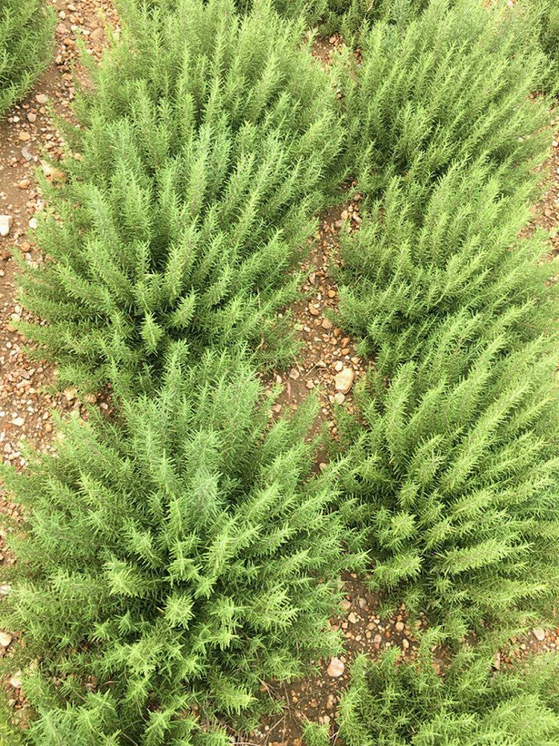 马鞭草酮金彩汇