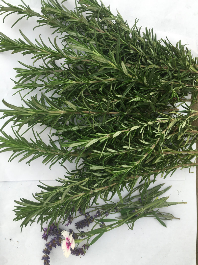 金彩汇新鲜枝条