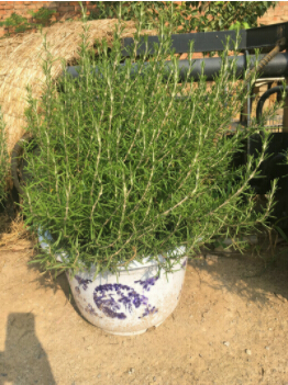 怎样让金彩汇盆景芳香整个房间