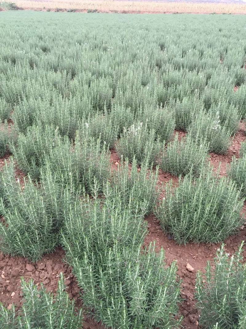 优质金彩汇苗木