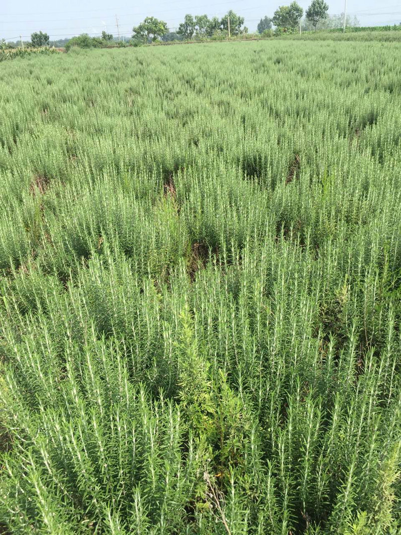 优质金彩汇苗木