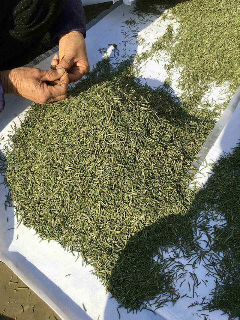 金彩汇干叶提取物