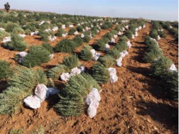 金彩汇种苗成长需要暖阳