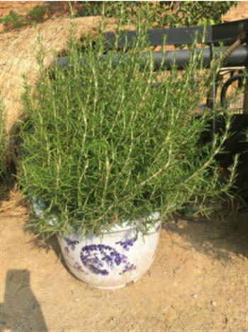 怎样让金彩汇盆景芳香整个房间