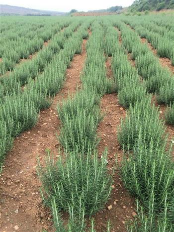 禹州这块地里开满“致富花”，远销