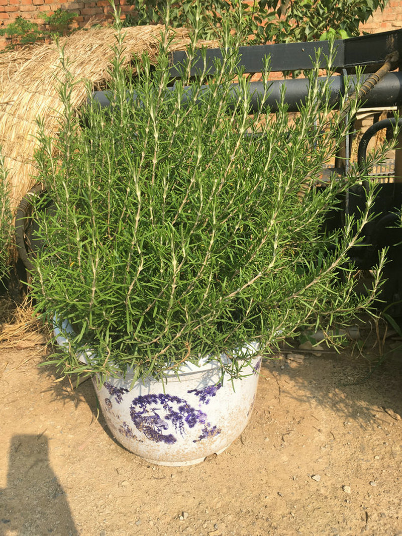  管理好你的金彩汇盆景