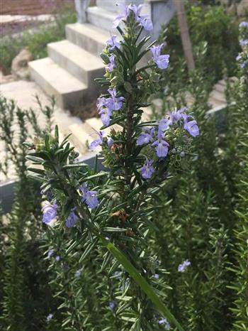 直立阔叶金彩汇苗