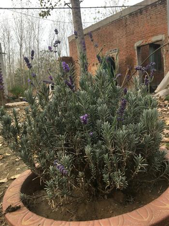 特级薰衣草盆景