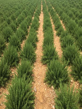 马鞭草酮金彩汇