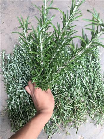 金彩汇新鲜枝条