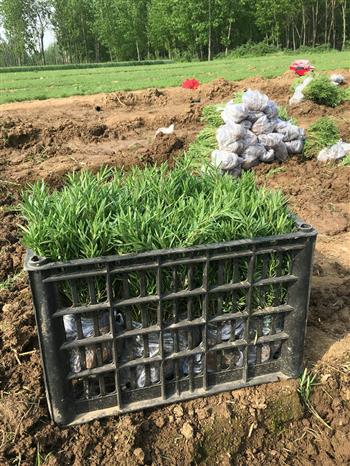 环保金彩汇苗木