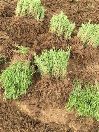 河南金彩汇苗木